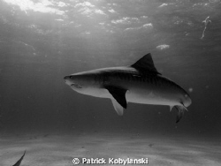 Tiger Shark; Tiger Beach - Bahamas by Patrick Kobylanski 